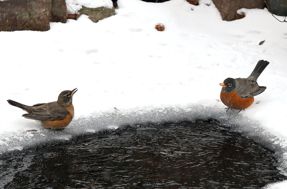 robins